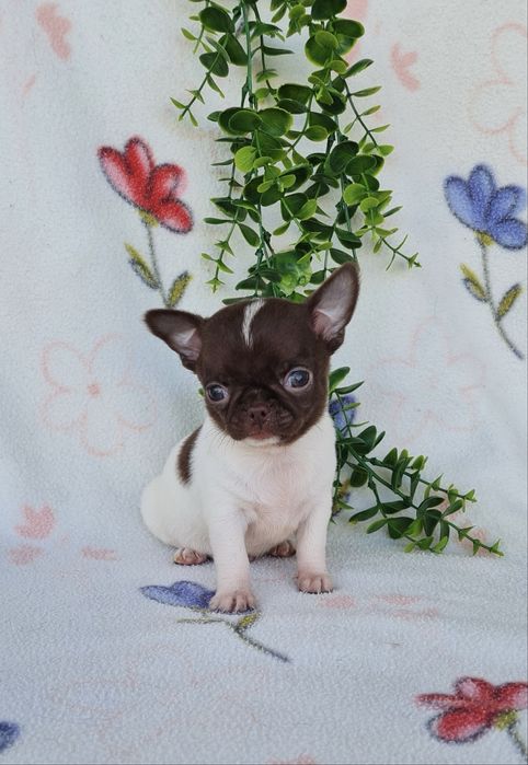 Estupendo mini mini Chiuaua/ Chihuahua, linhagem russa de Qualidade