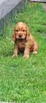 Cocker Spaniel Angielski