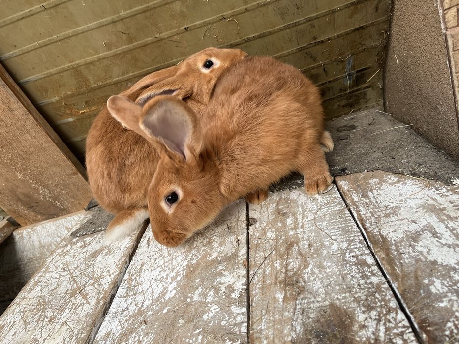 Sprzedam króliki burgundzkie