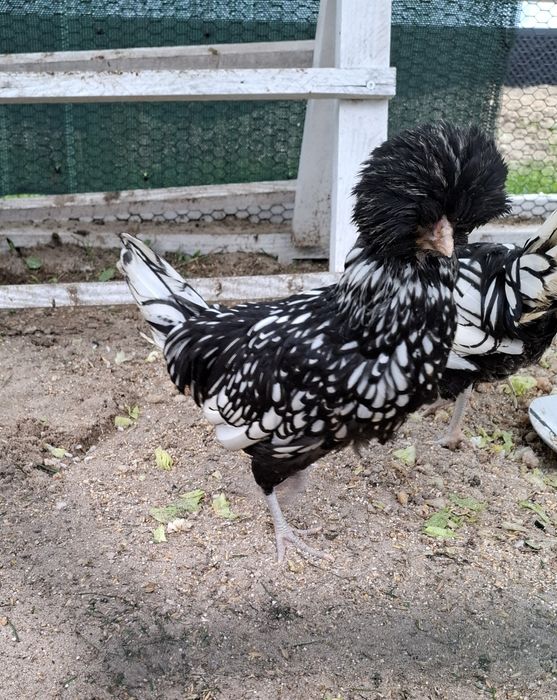 Kogut czubatki srebrnej miniaturowej