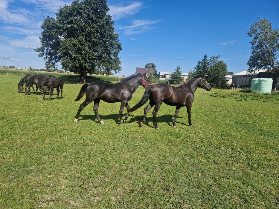 Klacz śląska, koń, slazak