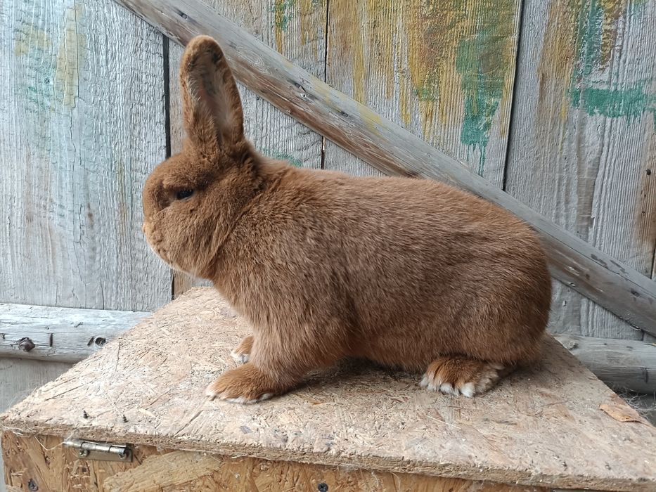 Nowozelandzki Czerwony