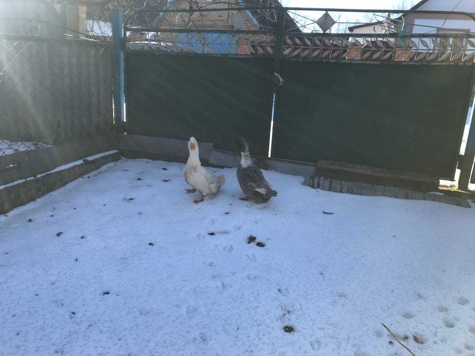 Продаю курей і качок