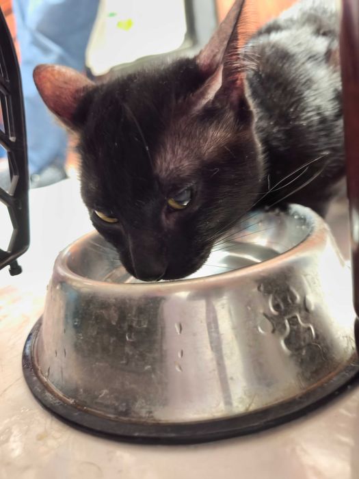 O Lucky e o Tofu são gatinhos jovens que precisam de um lar- Urgente.