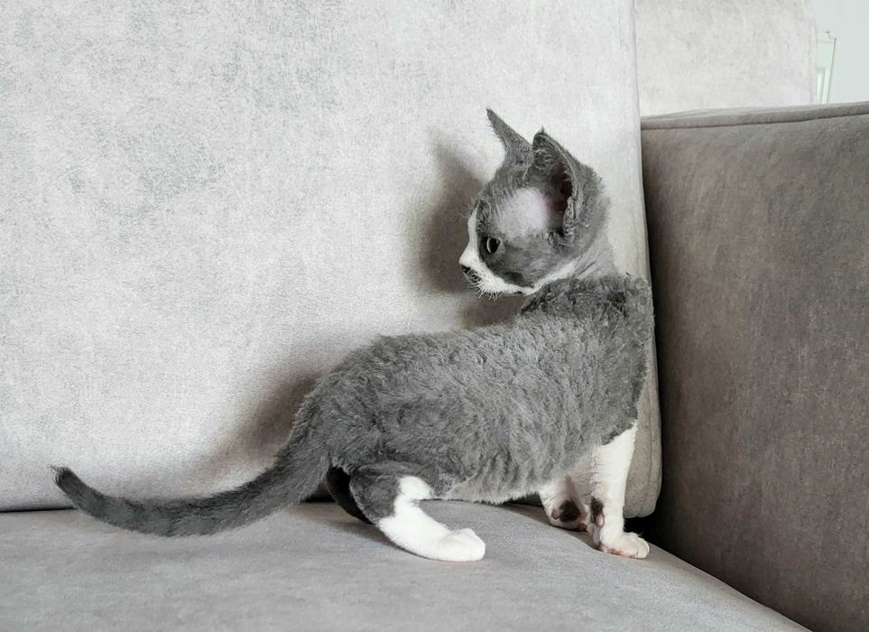 Dziewczynka devon rex gotowa na zmianę domu FPL