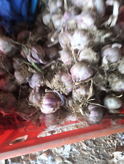 Czosnek kilowka zdrowa drobne glowki