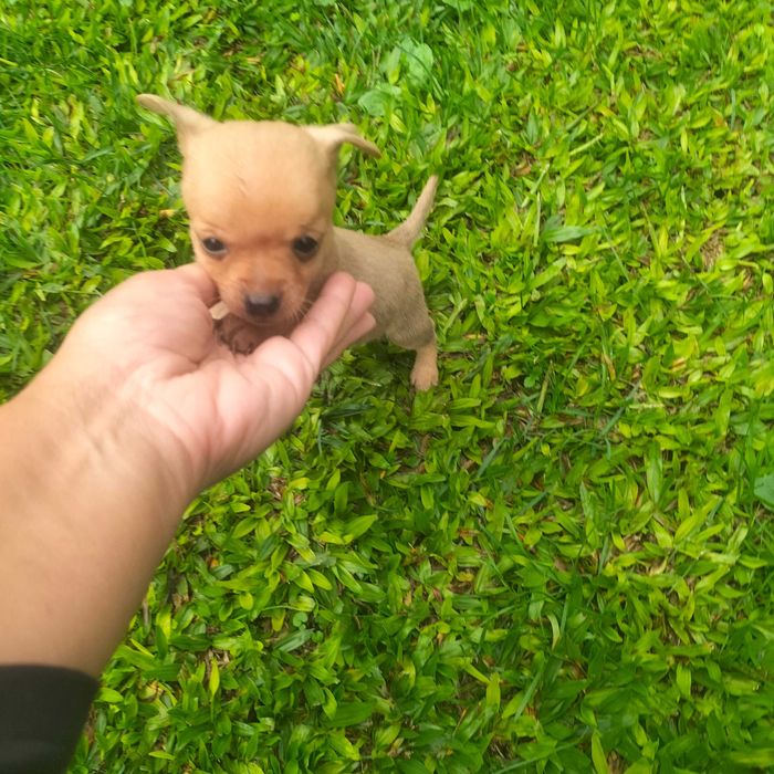 Pisncher super mini macho