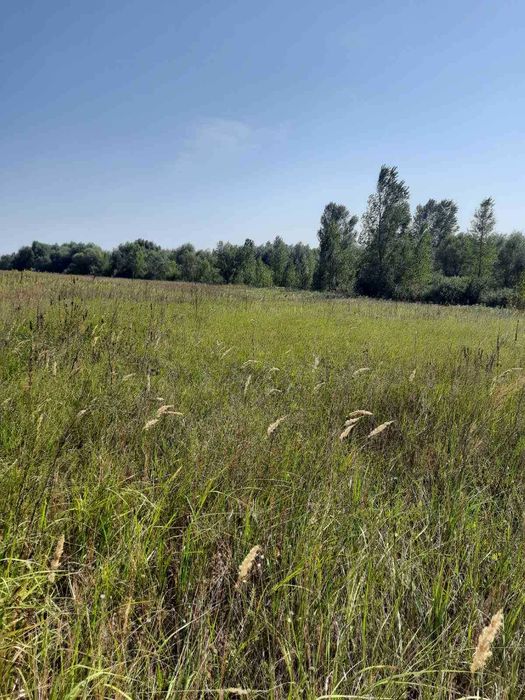 Лісовичі ( Вишгородський) 6 га, ОСГ,  з лісом на ділянці