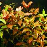 Planta Ludwigia Repens