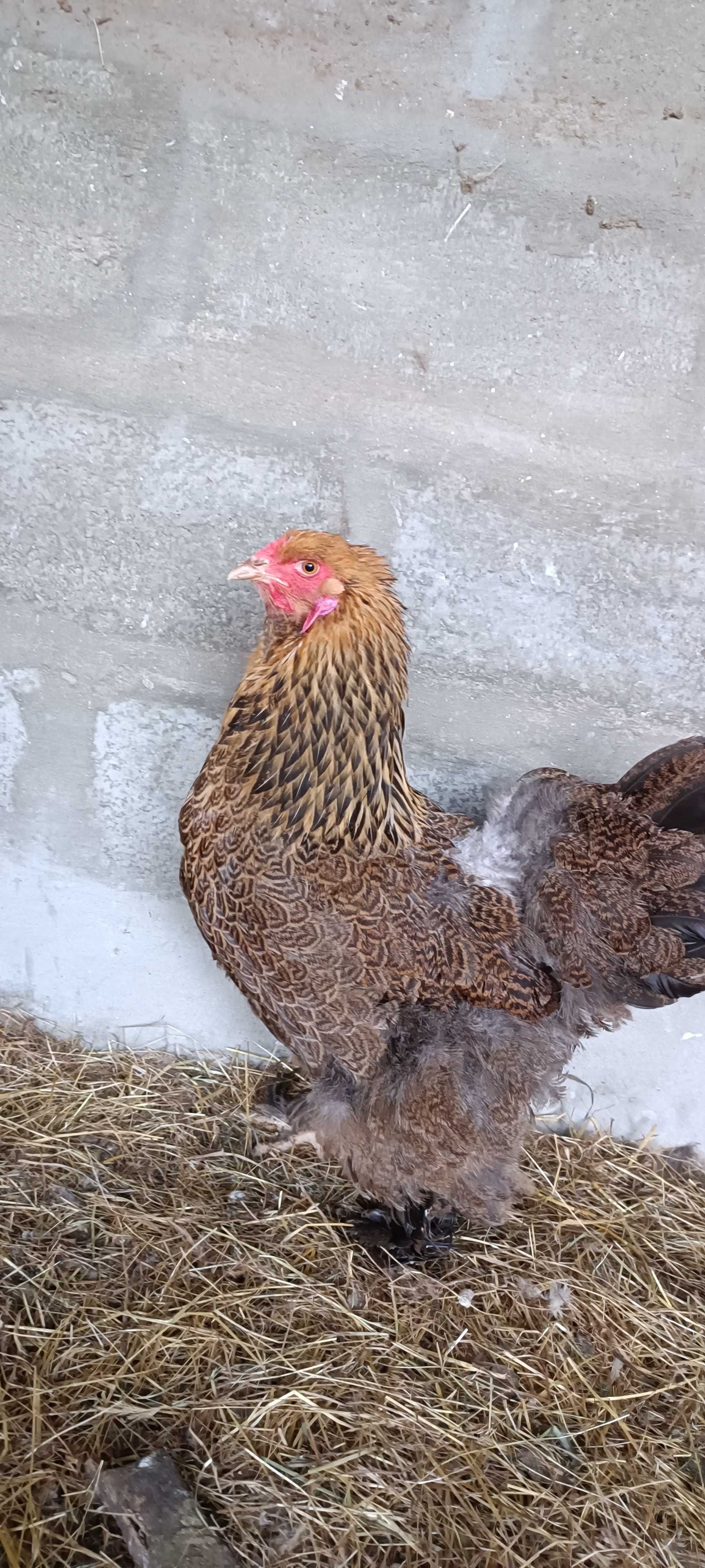 Ovos de Brahma perdiz gold