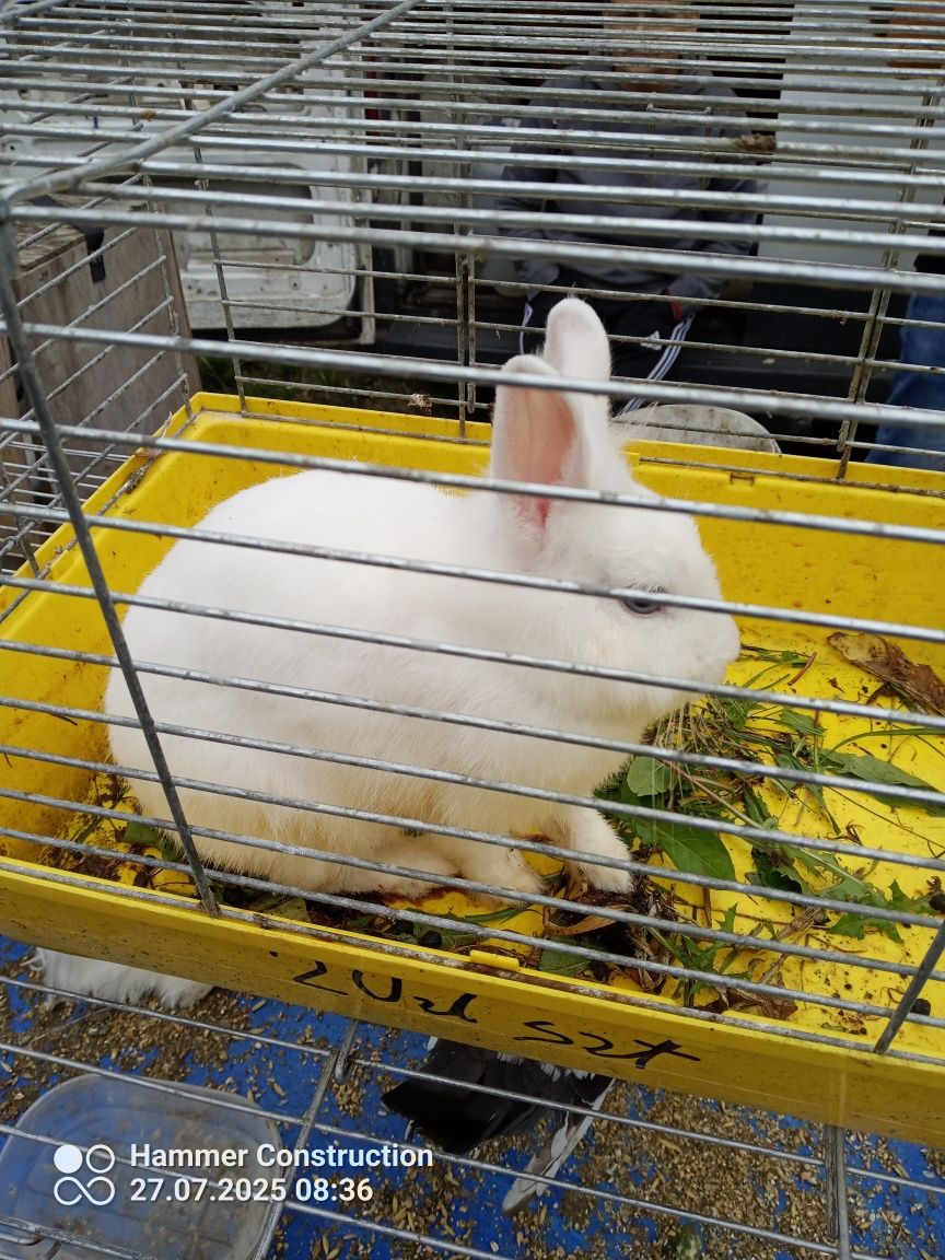 Królik miniaturki.Golebie Mewki