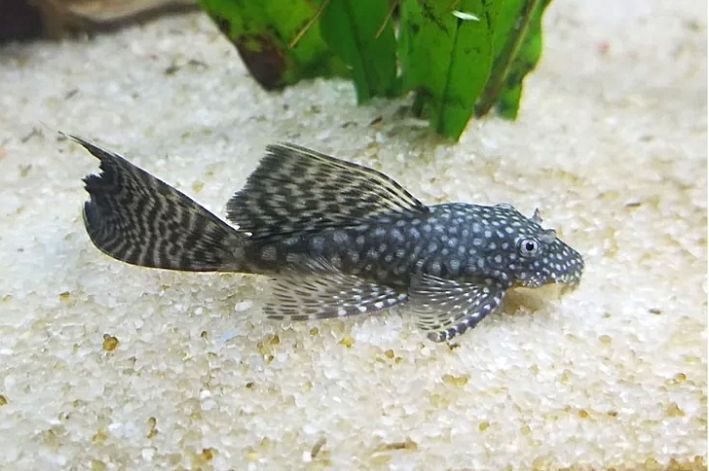 Ancistrus adulto