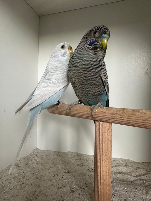 Casais de periquitos black face puro e portador