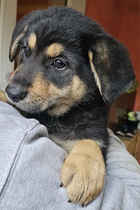 Piękna suczka, ostatnia z miotu do oddania