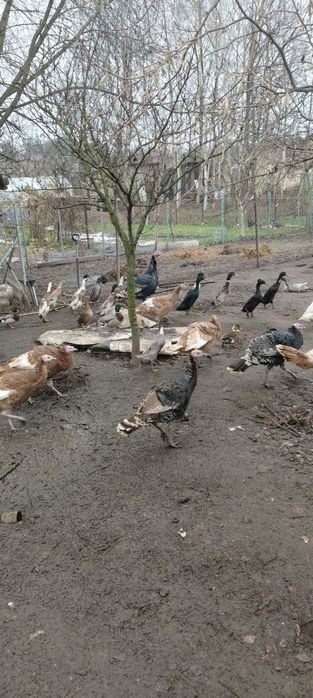 Indyki indyczki 2025