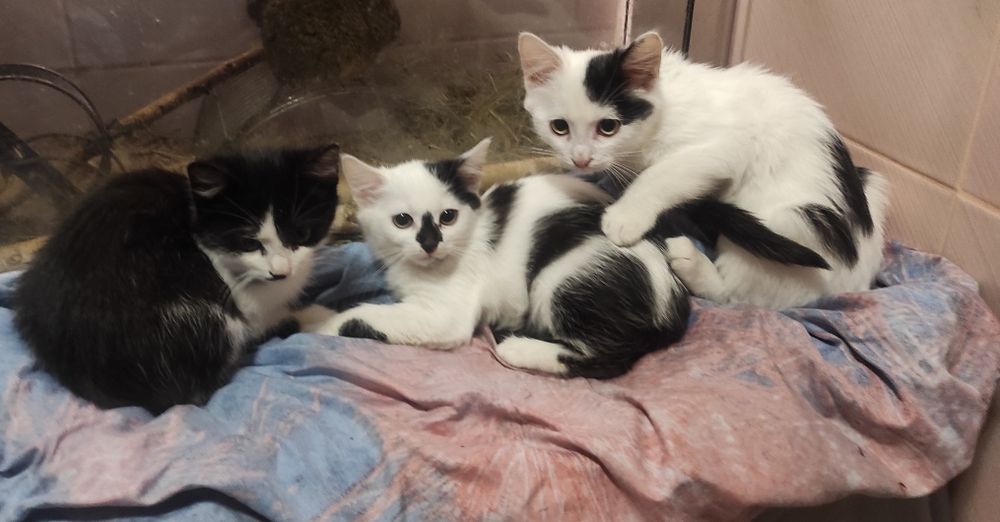 Прекрасные котики ищут семью, бесплатно!!