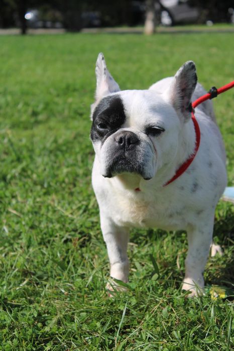 Sasha Bulldog Francês