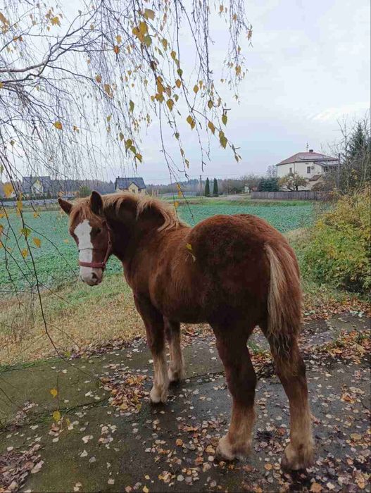 Źrebka Polski Koń Zimno Krwisty