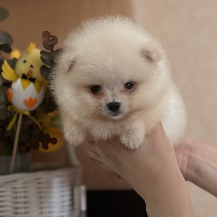 дівчина тип ведмедика шоу классу