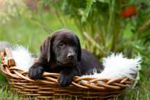 Labrador retriever czekoladowy szczeniak