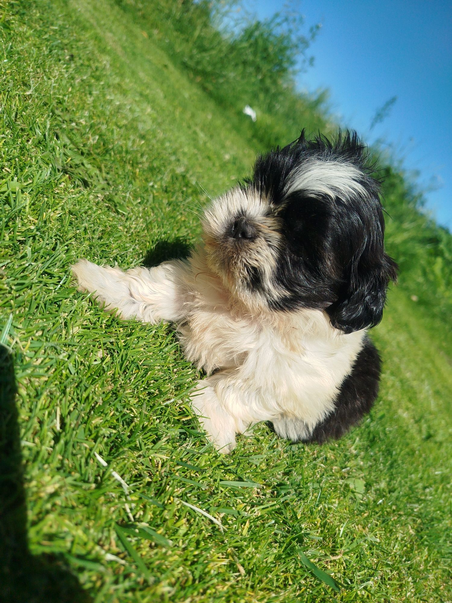 Shih tzu gotowe do odbioru