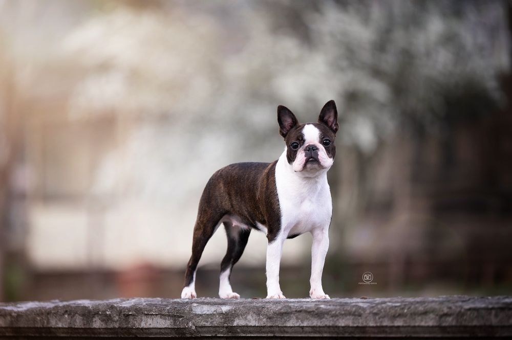Boston terrier ZKwP/FCI jedyny miot w PL