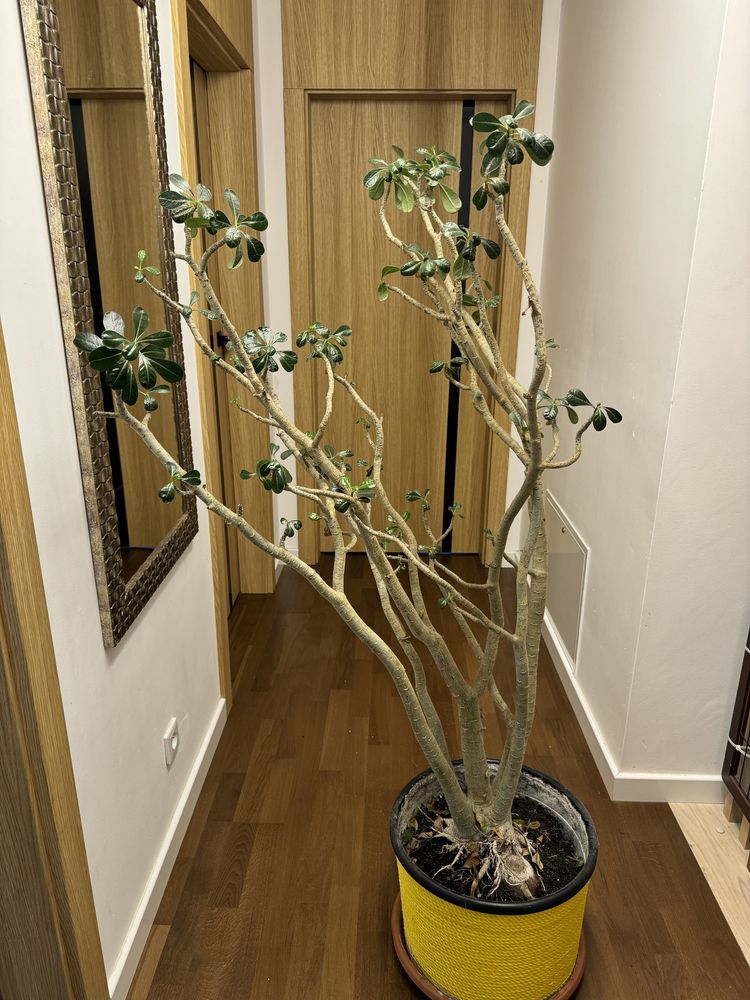 Ogromne Adenium Obesum wysokosc okolo 180 cm