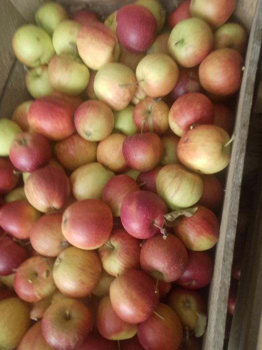 Jabłka drobne na sok przetwory