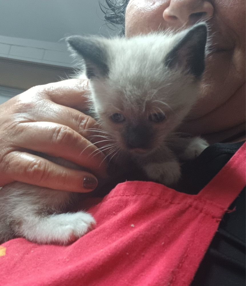 Dá-se gatinhos nascidos no inicio de Maio