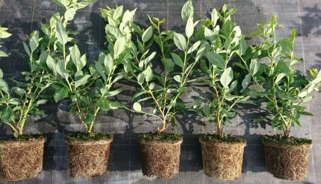 2,5 letnia sadzonka Borówka amerykańska 50cm CAC-Producent