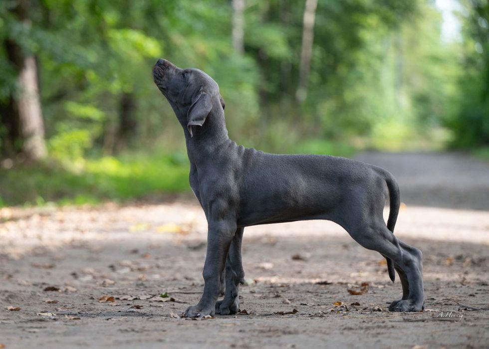 Dog niemiecki suczka