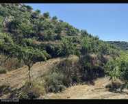 Amendoal