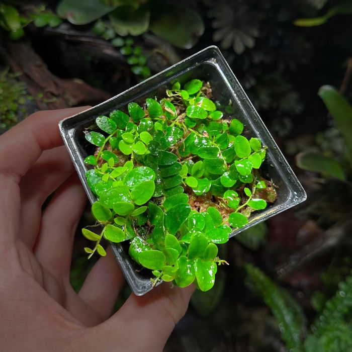Rośliny do Terrarium Tropikalne Paludarium UNIKATY
