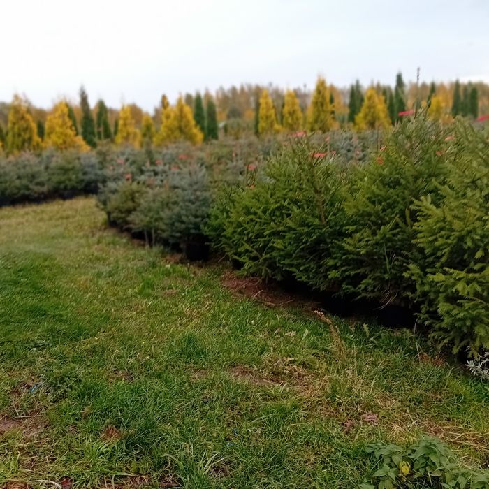 Swierk pospolity serbski srebrzysty szmaragd braband jodła