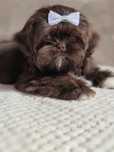 Piękny piesek Shih-Tzu komplet szczepień ochronnych