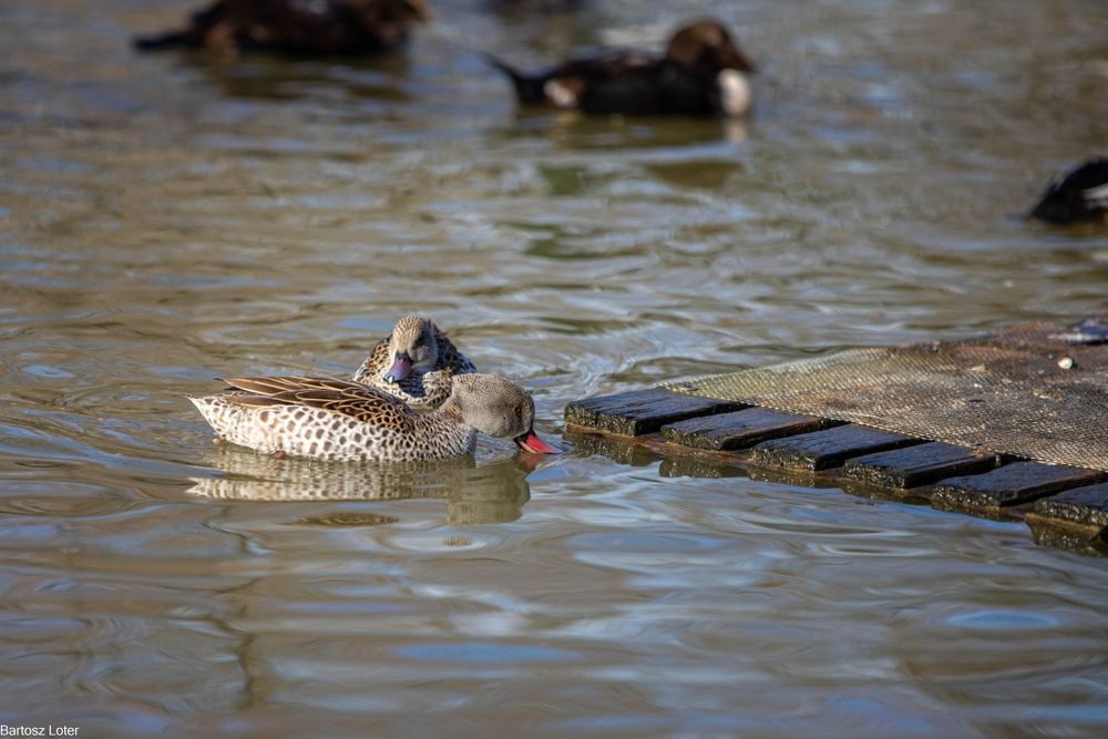 Kaczki ozdobne-CYRANECZKI PŁOWE pary i samce 2025