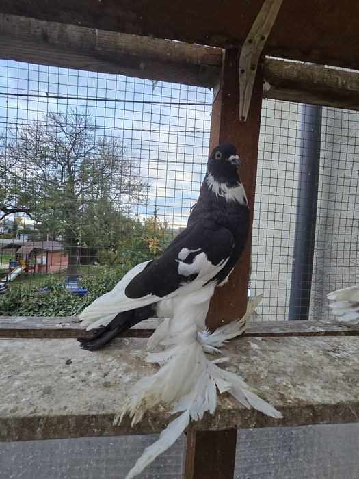 Garłacz Garłacze Pomorskie 25