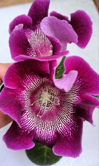 Глоксинія листочки