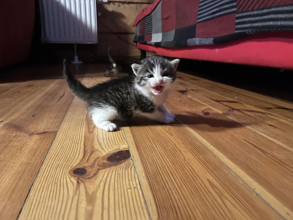 Mam do wydania cztery kociaki urodziły się 28 września .Drugi miot