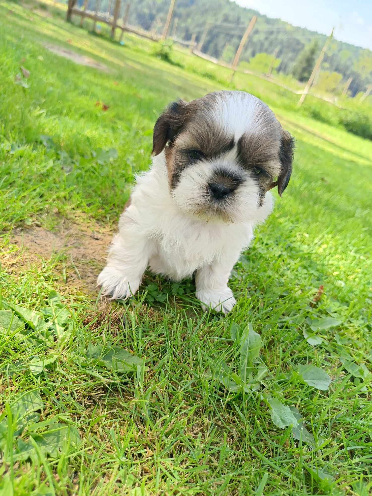Shih tzu zapraszam