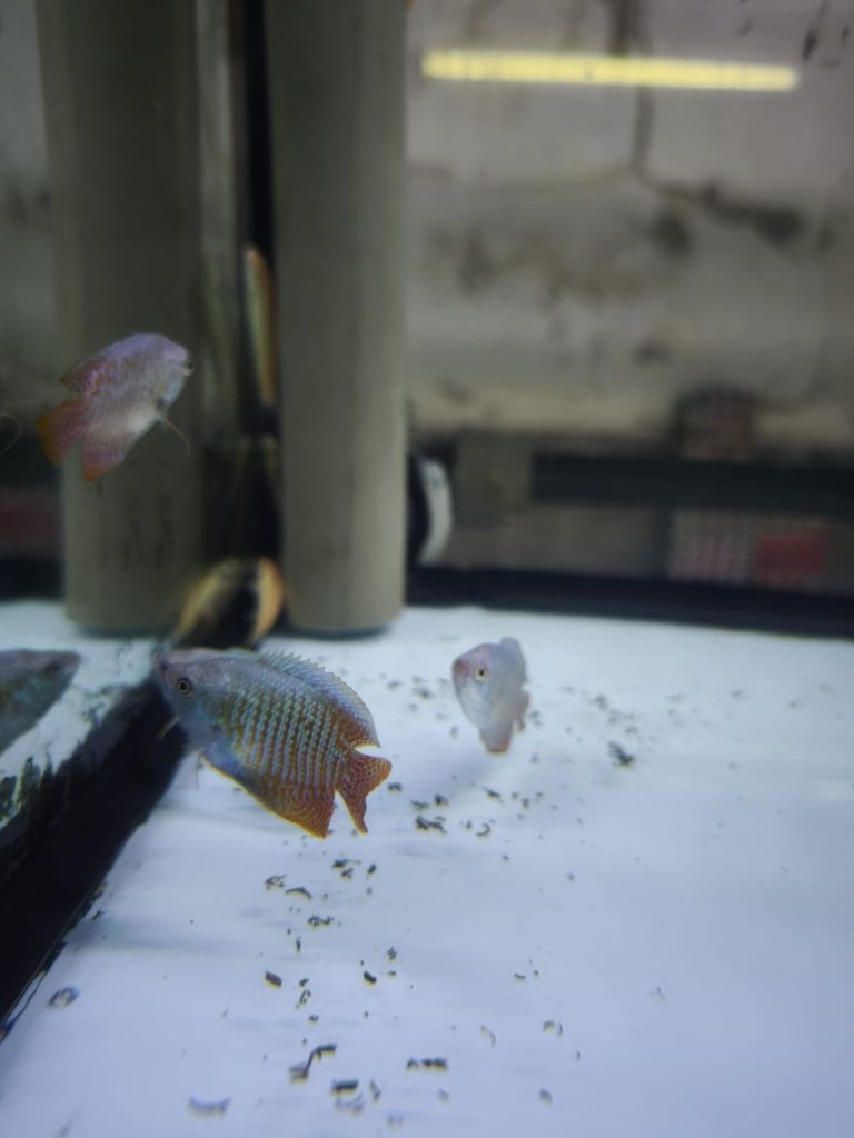 Peixes aquário água quente