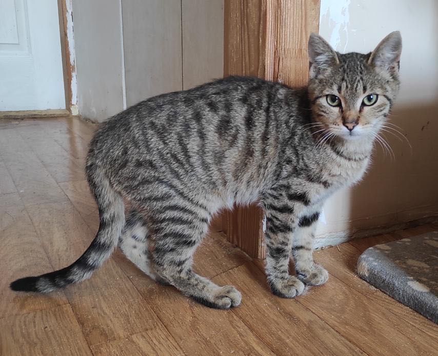 Красивый котенок бесплатно