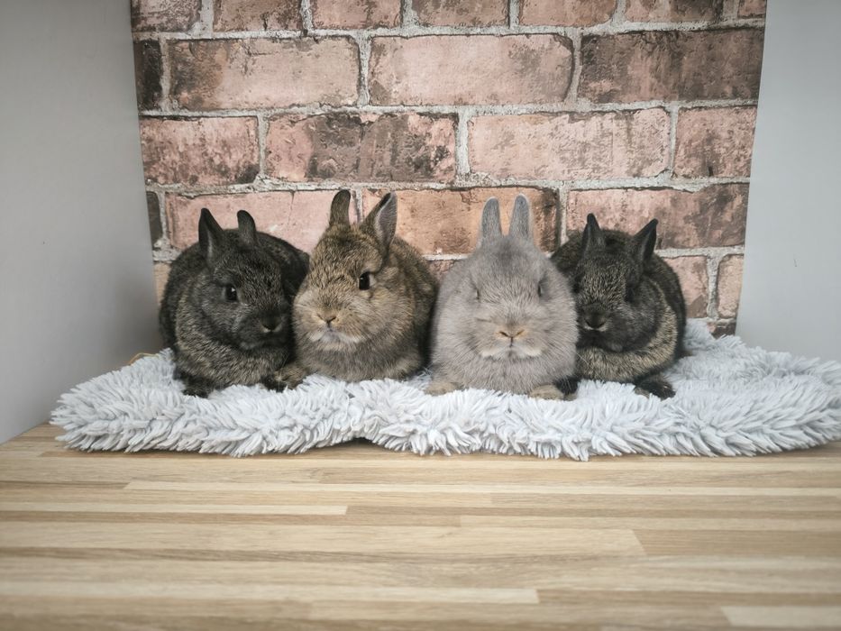 Króliczki Karzełki mini króliki miniaturki