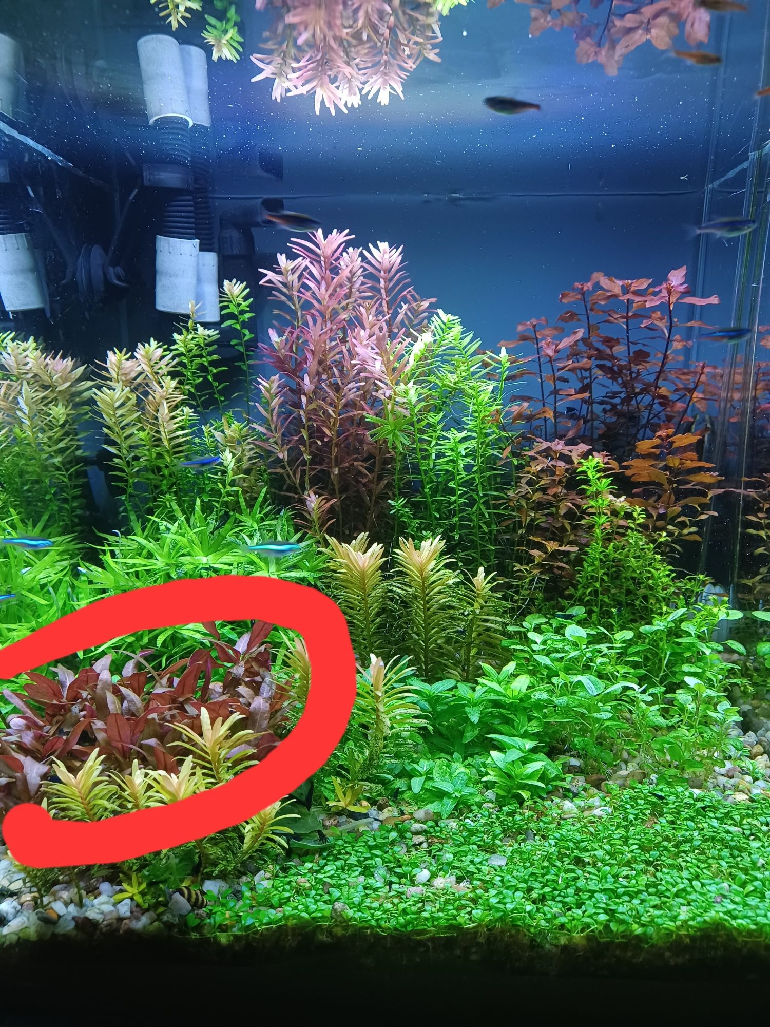 Alternanthera Reineckii Mini roślina akwariowa