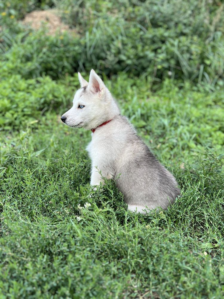 Husky Siberian/Syberian