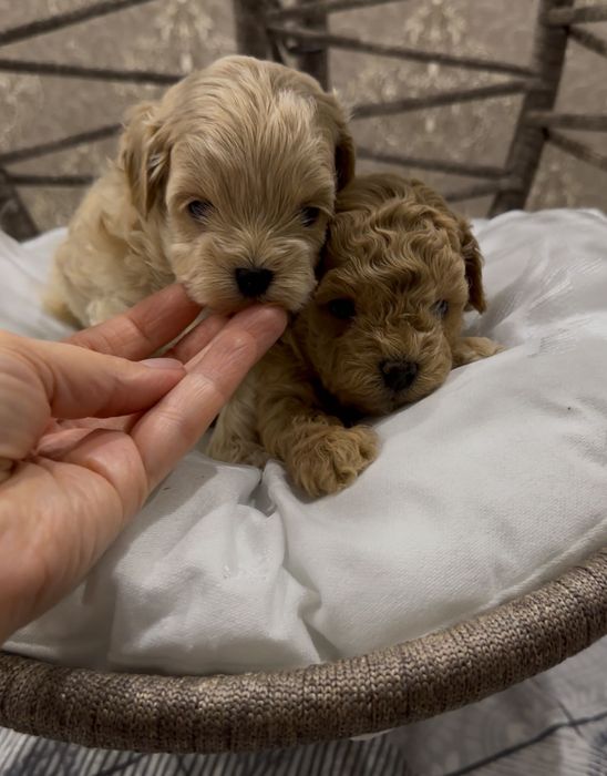 Мальтипу F1  мини