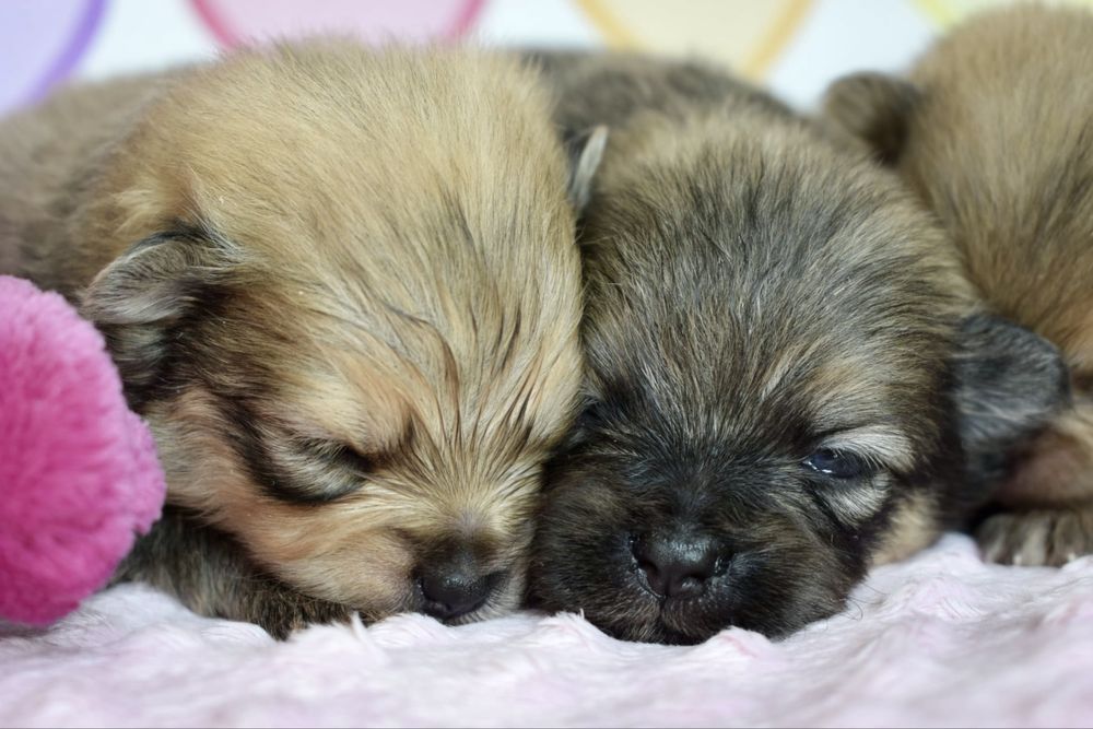 Pomeranian szpic miniaturowy orange sable