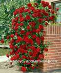 Роза плетущаяся Амадеус
