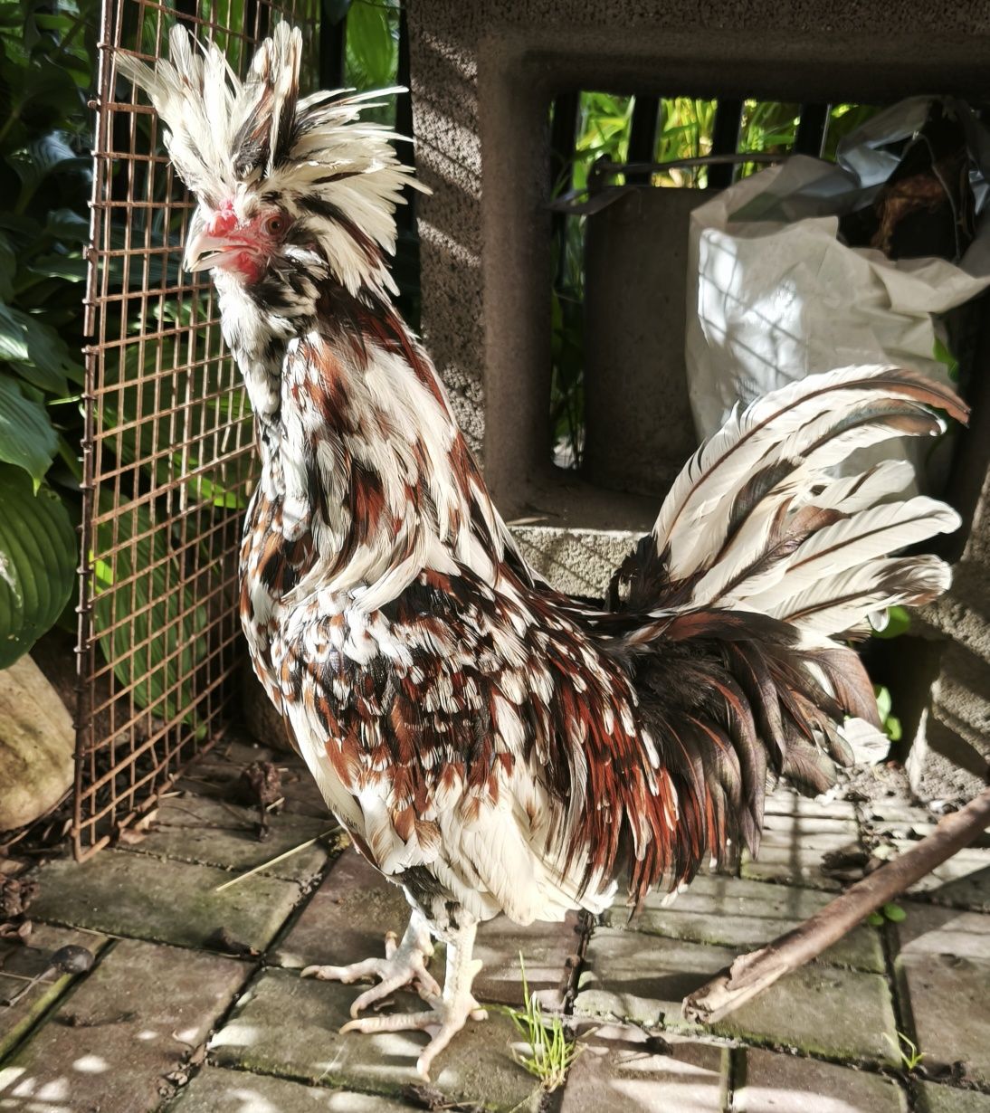 Czubatka trójbarwna kogutki