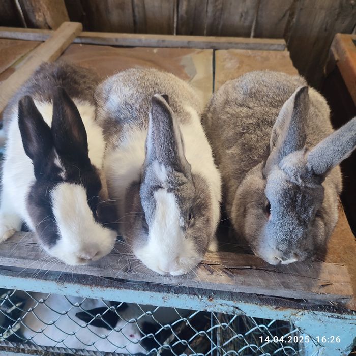 Продам кроликів різних порід